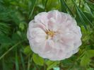 Pompon Blanc Parfait