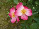 Fleurette