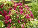 Super Excelsa