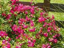 Super Excelsa