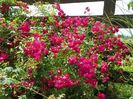 Super Excelsa