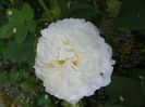 Mme. Legras de St. Germain