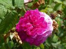 Belle sans Flatterie