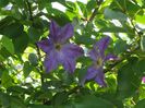 clematis Solina