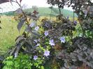 cotinus cogg. Royal Purple si clematis Skyfall