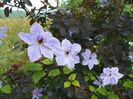 clematis Skyfall