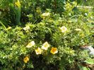 potentilla Mango Tango