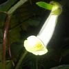 Sinningia Barbata