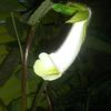 Sinningia Barbata