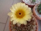 Notocactus bommeljei (Parodia tabularis)