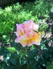 valynedelcu@yahoo.com rose.0094