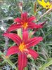 Hemerocallis Crimson pirate