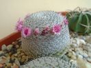 Mammillaria perbella cv. superfina