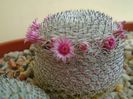 Mammillaria perbella cv. superfina