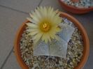 Astrophytum coahuilense