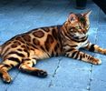 Bengalkiten