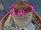 Mammillaria matudae