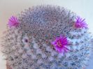 Mammillaria hahniana