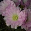 Acanthocalycium spiniflorum  detaliu floare