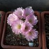 Acanthocalycium spiniflorum