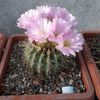 Acanthocalycium spiniflorum