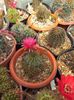 Lobivia sp.