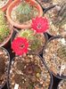 Lobivia sp.
