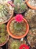 Lobivia sp