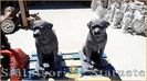 Image00485