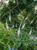 Veronicastrum