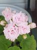Millfield rose