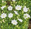bellflower-white-clips-(campanula-carpatica)