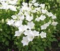 capanilla-whiteclips-bellflower3_600x