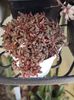 Crassula exilis cooperi