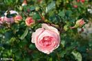 Rose Mariateresia -4