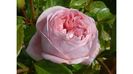 rose-rose-romantiche-voyage_SLit_1363