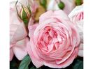 rose-rose-romantiche-voyage_Nit_