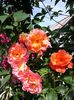 Westerland