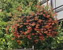 Campsis radicans- o minge de uriașă