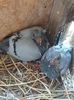 IMG-20190701-WA0002