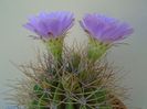 Acanthocalycium spiniflorum