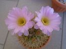 Acanthocalycium spiniflorum