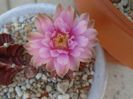 Gymnocalycium friedrichii