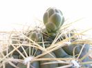 Gymnocalycium monvillei