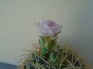 Gymnocalycium monvillei