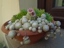 Sempervivum arachnoideum