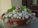 Sempervivum arachnoideum