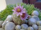 Sempervivum arachnoideum