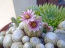 Sempervivum arachnoideum