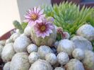 Sempervivum arachnoideum
